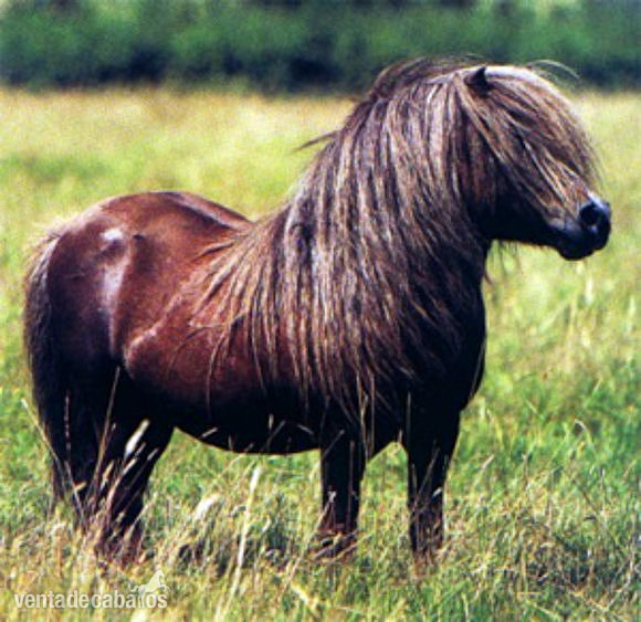 Adopto Pony para tener con otros animales in 