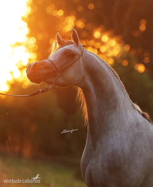 Grandson AJ Mardan, exotic stallion! in 