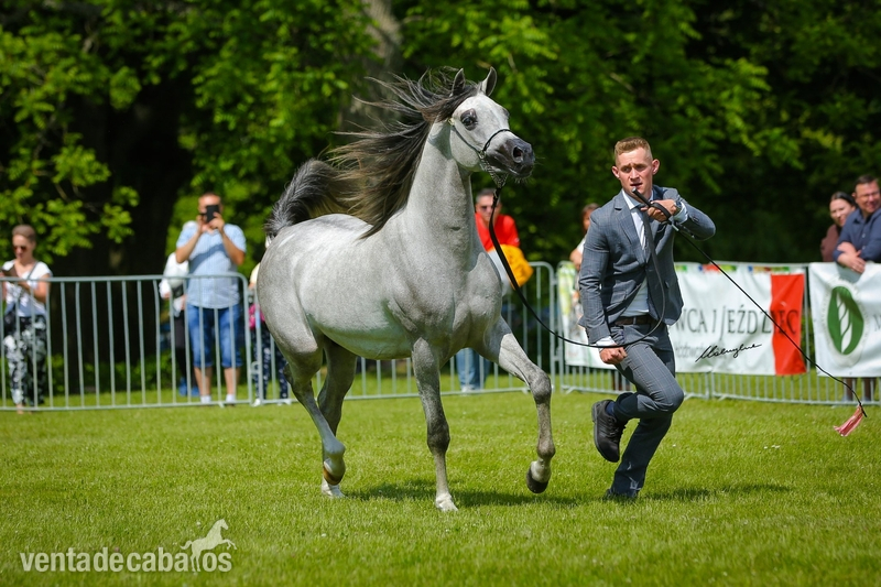 Caballos Árabes Arabe - Grandson AJ Mardan, exotic stallion!
