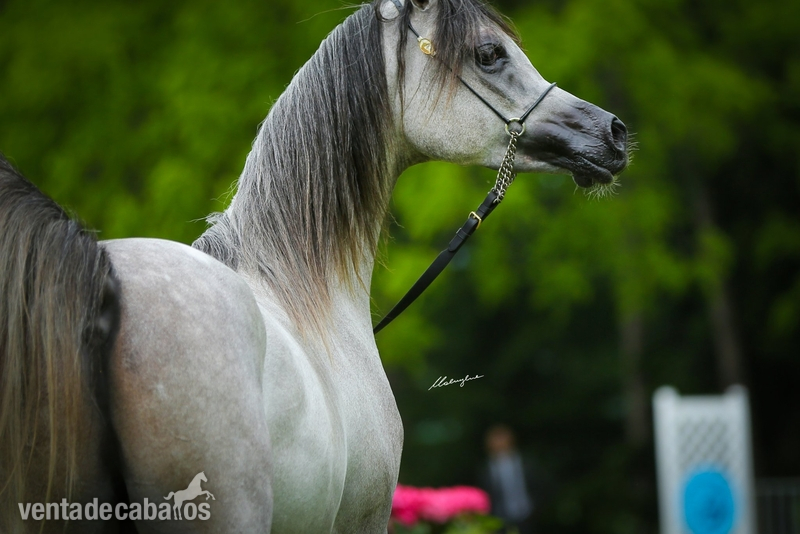 Grandson AJ Mardan, exotic stallion! - Caballos Árabes Arabe