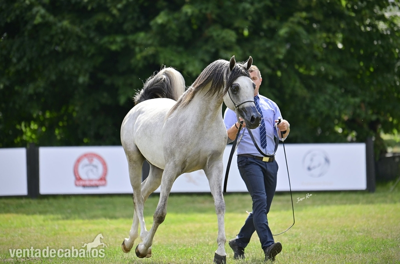 Grandson AJ Mardan, exotic stallion! - Arabe