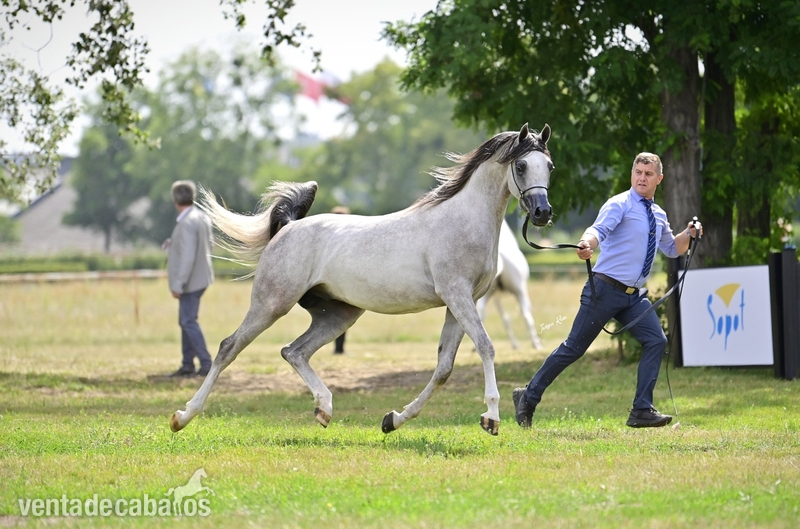 Grandson AJ Mardan, exotic stallion! - Caballos Árabes
