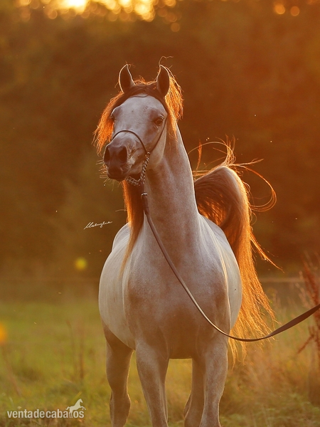 Grandson AJ Mardan, exotic stallion!
