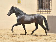 ESPECTACULAR SEMENTAL PURA RAZA ESPAÑOLA