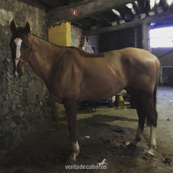 Descartes. caballo de salto y completo en venta in 