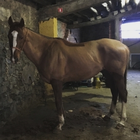 Descartes. caballo de salto y completo en venta