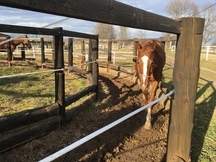 Descartes. caballo de salto y completo en venta