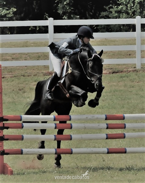 Vendo caballo castrado hanoveriano - €8,000.00 Euro in 