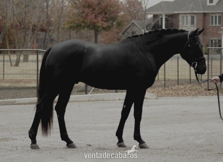 hanoveriano