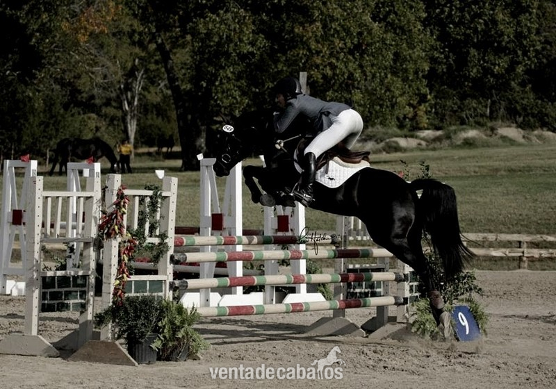 hanoveriano {TYPE}