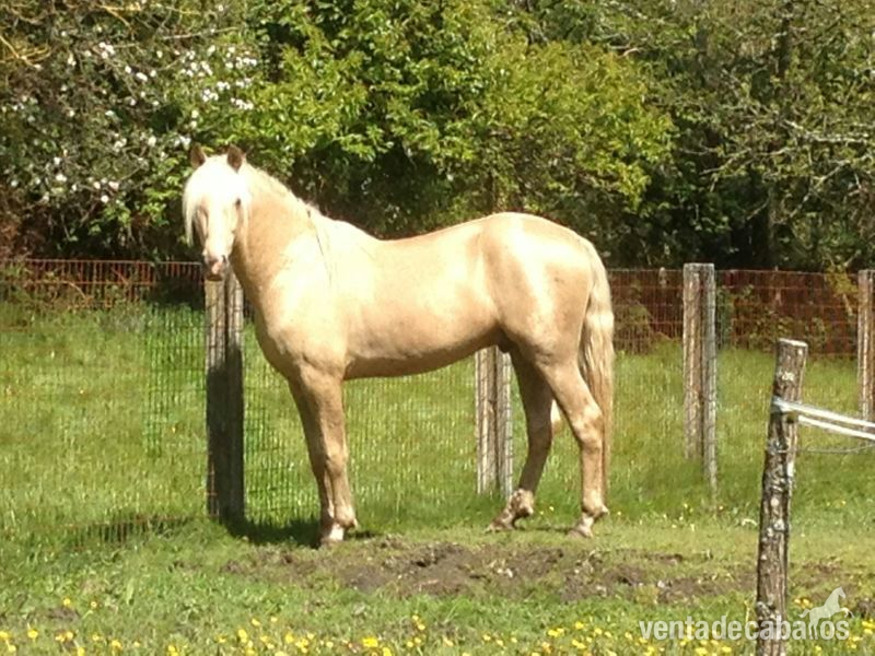 caballo pre palomino in 