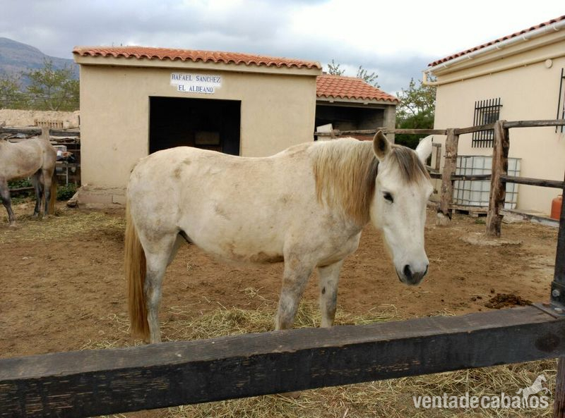 Hispano Árabe Blanco Muy Noble in 
