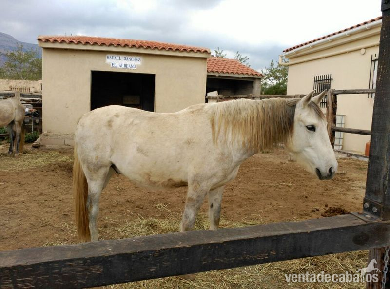 Hispano-Arabe
