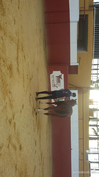 Venta Anglo Árabe entero corriendo Rais - Caballos Enteros Anglo-árabe