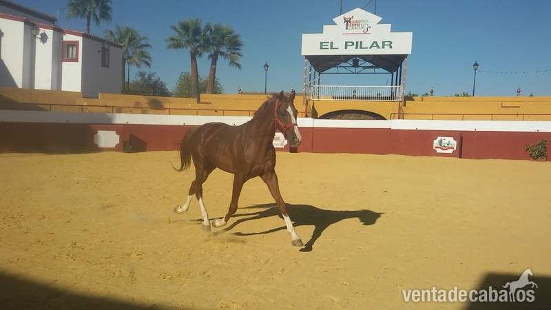 Venta Anglo Árabe entero corriendo Rais - Caballos Enteros