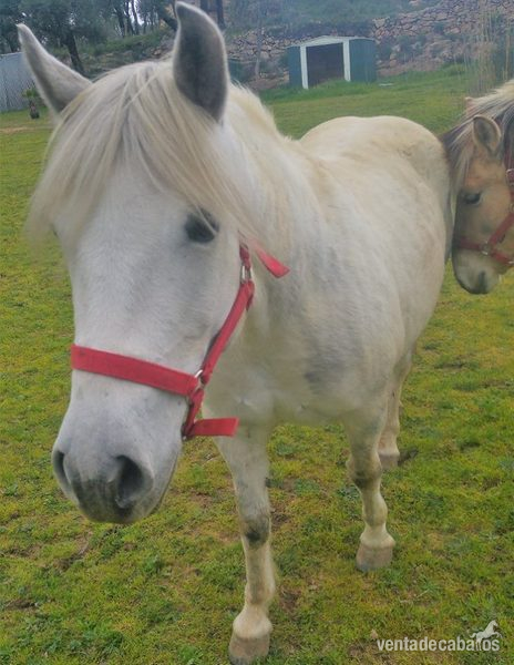 Poni