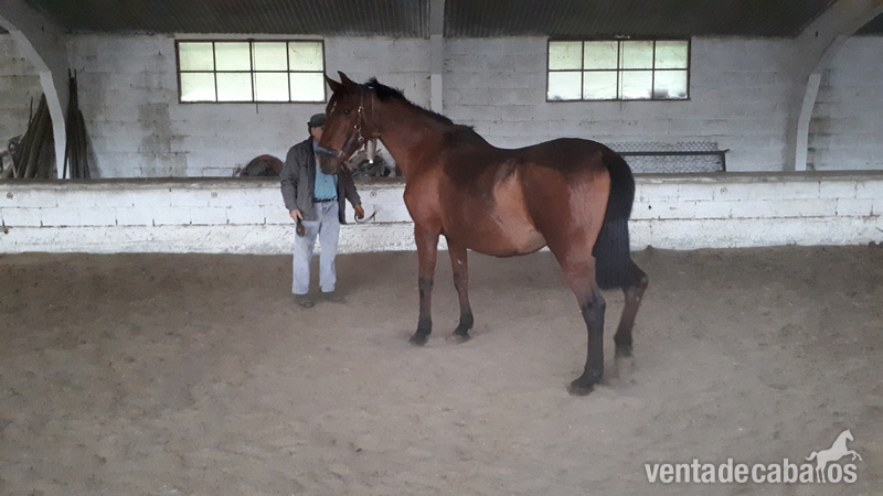 CABALLOS, YEGUAS Y POTROS P.R.E in 