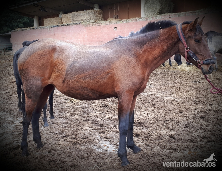 CABALLOS, YEGUAS Y POTROS P.R.E - Caballos Pura Raza Española (P.R.E.) Pura Raza Española