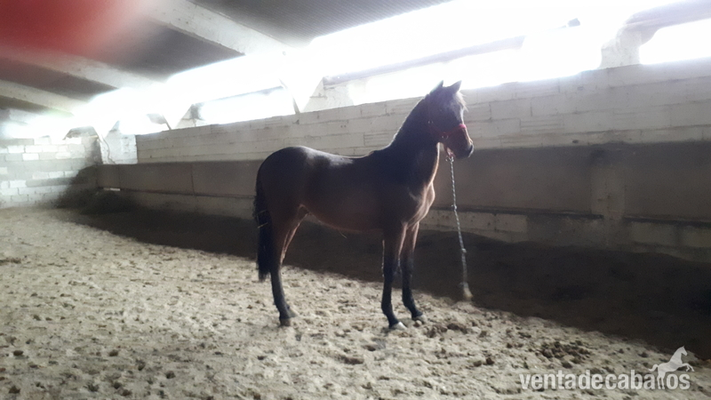 CABALLOS, YEGUAS Y POTROS P.R.E - Caballos Pura Raza Española (P.R.E.)