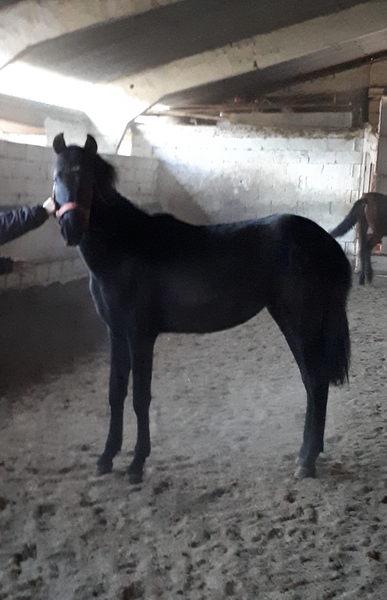 CABALLOS, YEGUAS Y POTROS P.R.E