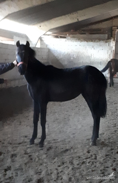 CABALLOS, YEGUAS Y POTROS P.R.E