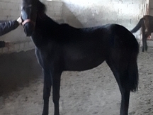 CABALLOS, YEGUAS Y POTROS P.R.E
