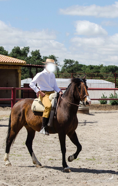 Se vende caballo in 