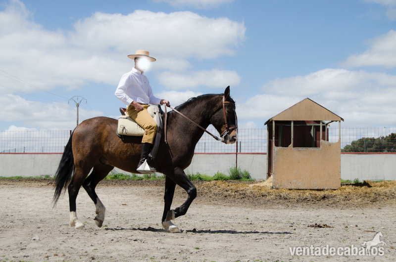 Caballo de Deporte Español (CDE)