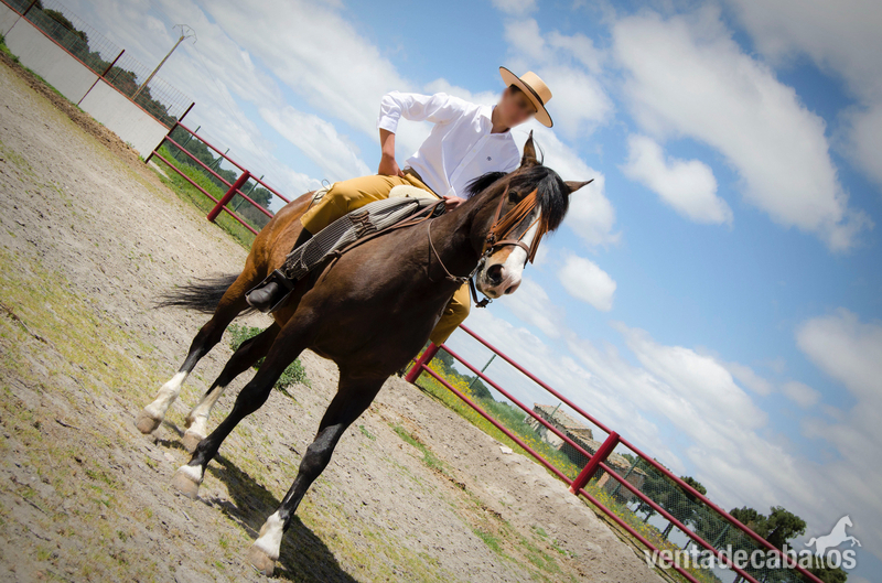 Caballo de Deporte Español (CDE) {TYPE}