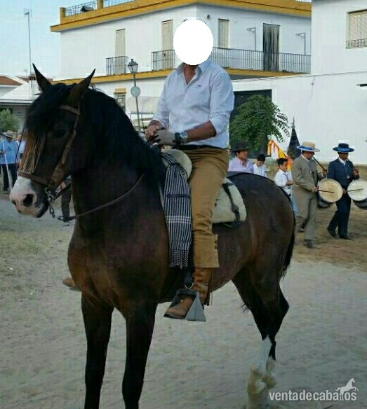 Se vende caballo - Caballos Capados Caballo de Deporte Español (CDE)