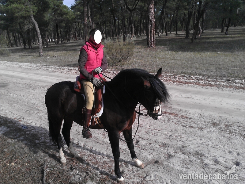 Se vende caballo - Caballo de Deporte Español (CDE)