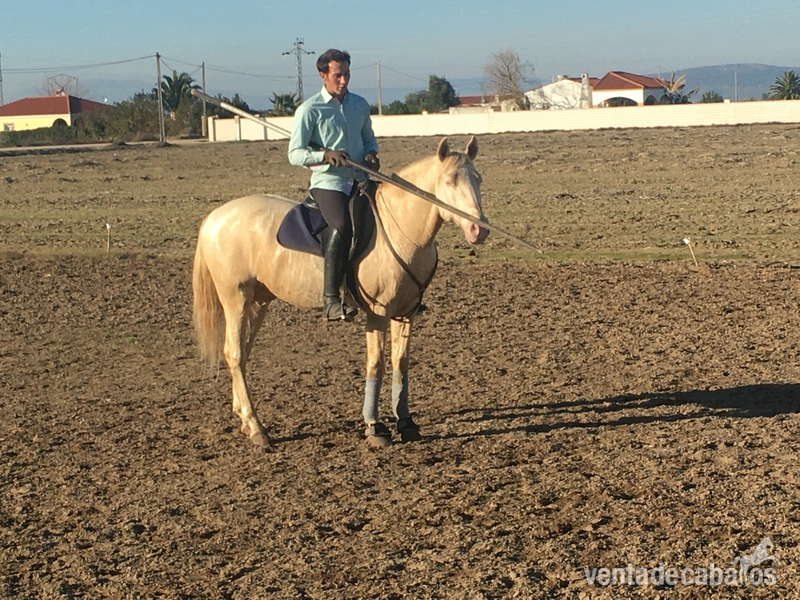 Caballos Capados PSL - Pura Sangre Lusitano albino