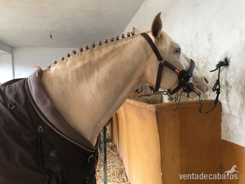 Pura Sangre Lusitano albino - Caballos Capados PSL
