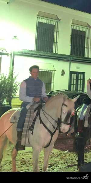 Pura Sangre Lusitano albino - PSL