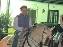 Pura Sangre Lusitano albino
