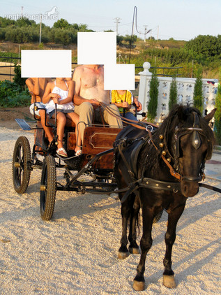 CARRUAJE EN PERFECTO ESTADO PARA ANIMAL MEDIANO in 