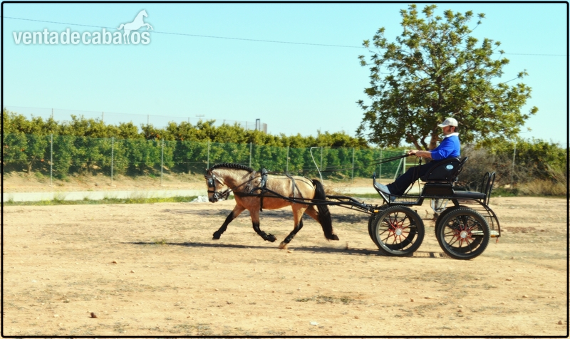 venta de ponis in 
