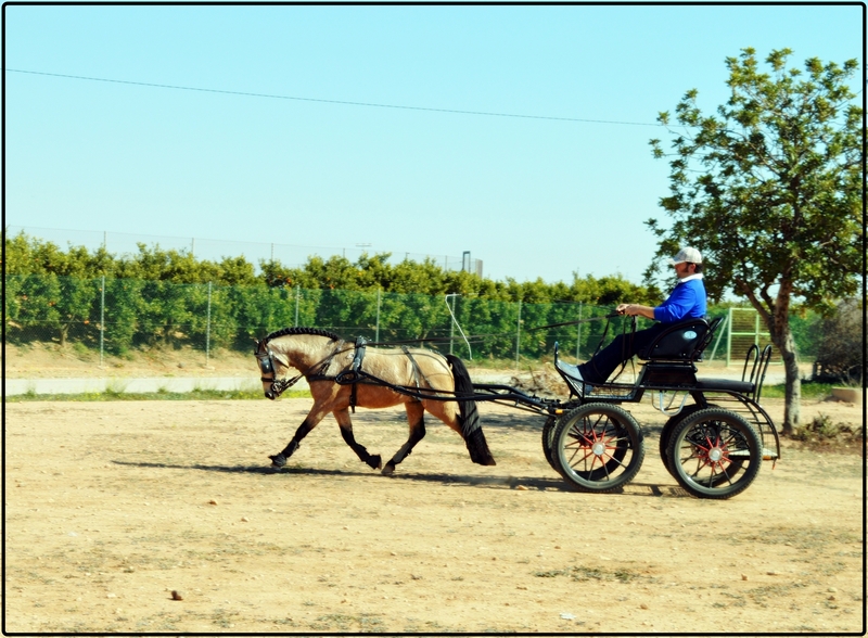 Poni de Competicion / Deporte