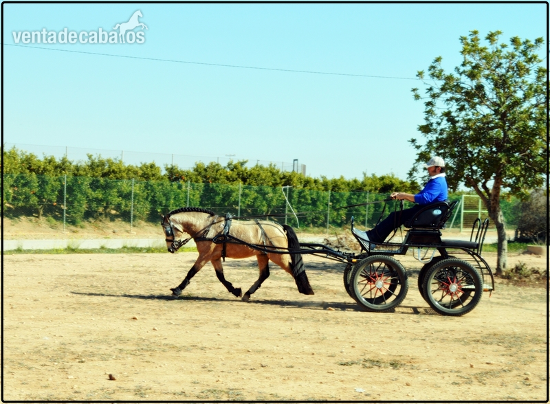 Poni de Competicion / Deporte