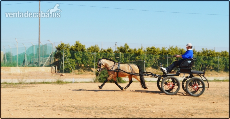 Poni de Competicion / Deporte {TYPE}