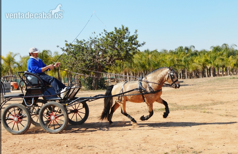 Ponis Pony Club Poni de Competicion / Deporte - venta de ponis