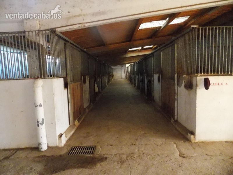 VINAROS se  vende  Finca  para  Cria de  caballos