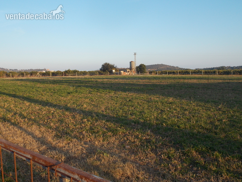 se  vende  Finca  para  Cria de  caballos - Finca ecuestre in VINAROS