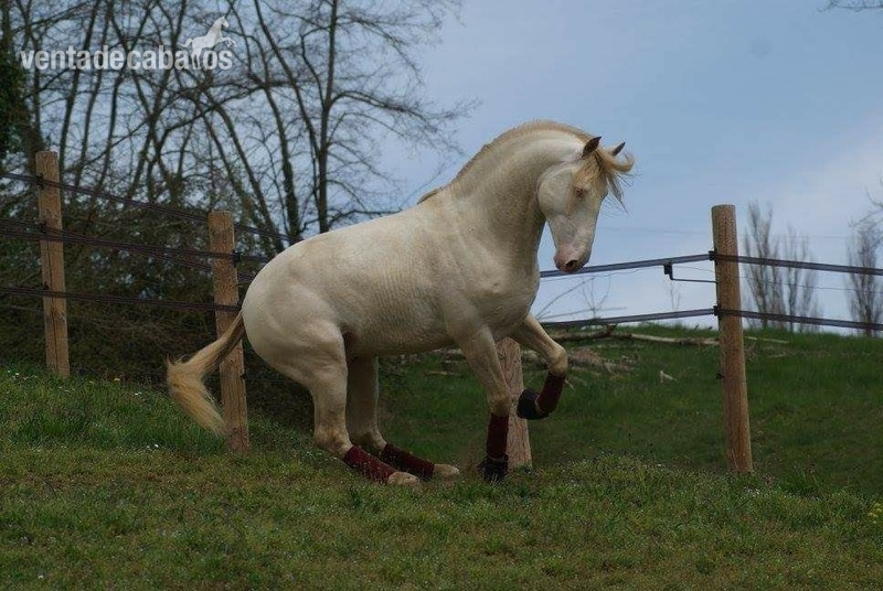 CABALLO LUSITANO ALBINO in 