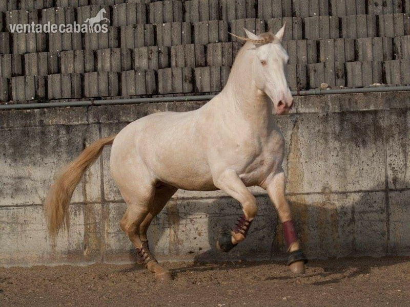 Lusitano