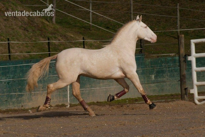 Lusitano {TYPE}