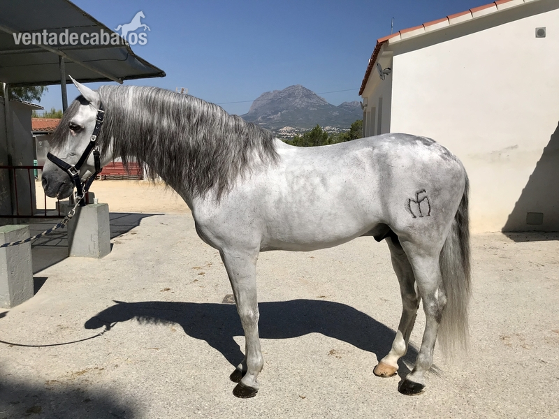 En venta precioso plaza de armas entero in 