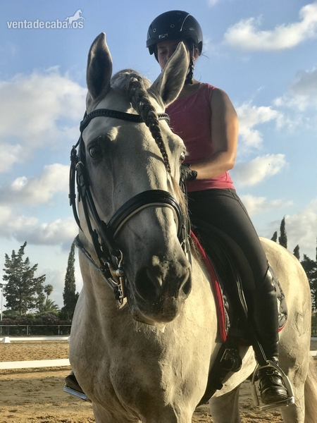 En venta precioso plaza de armas entero - Caballos Pura Raza Española (P.R.E.) Pura Raza Española
