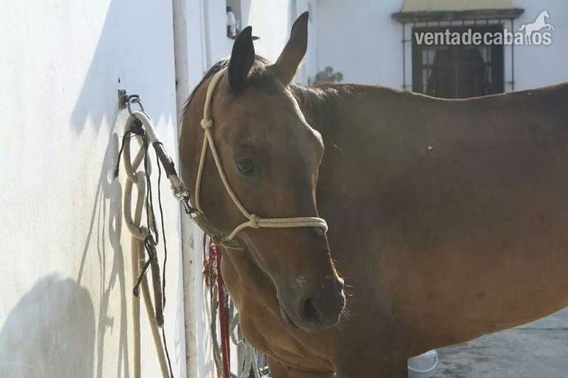 VENTA DE EXCELENTE YEGUA ANGLOARABE  in 