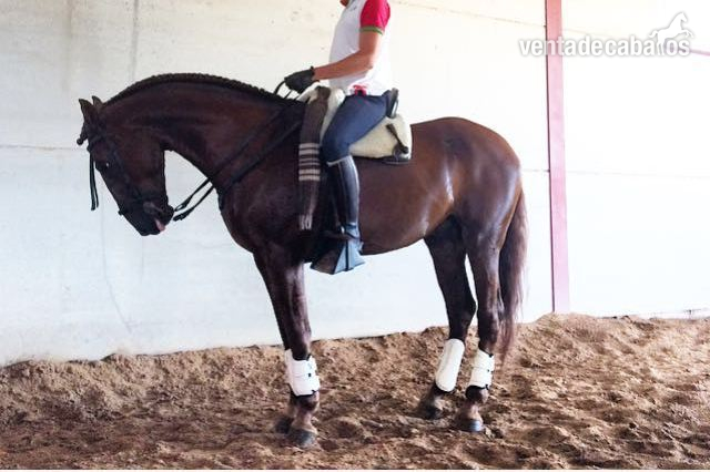 CABALLO LUSITANO ALAZAN in 